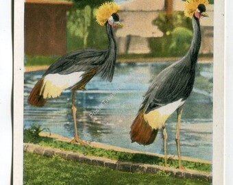 Crowned Cranes (South Africa) Catalina Island Bird Park Postcard