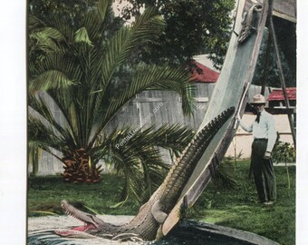 May include: A vintage postcard showing an alligator sliding down a wooden chute into a pool at the Alligator Farm in Los Angeles, California. The text reads Alligator Shooting the Chutes, Cal. Alligator Farm, Los Angeles, Cal. A person stands nearby.