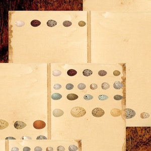 Junk Journal Papiere, digitales Kit zum Kartenmachen, Journaling, Brief schreiben, "Vogeleier"
