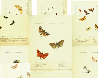 Entomologist Butterflies ephemera and background, digital journal papers, field notes of a scientist