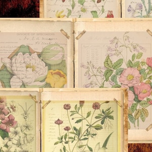 May include: A set of six vintage botanical illustrations featuring various flowers and plants. The illustrations are printed on paper with a textured background and have a faded, antique look.