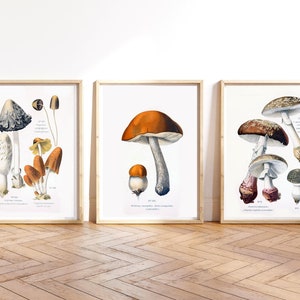 Digital Download Vintage Mushroom Illustrations