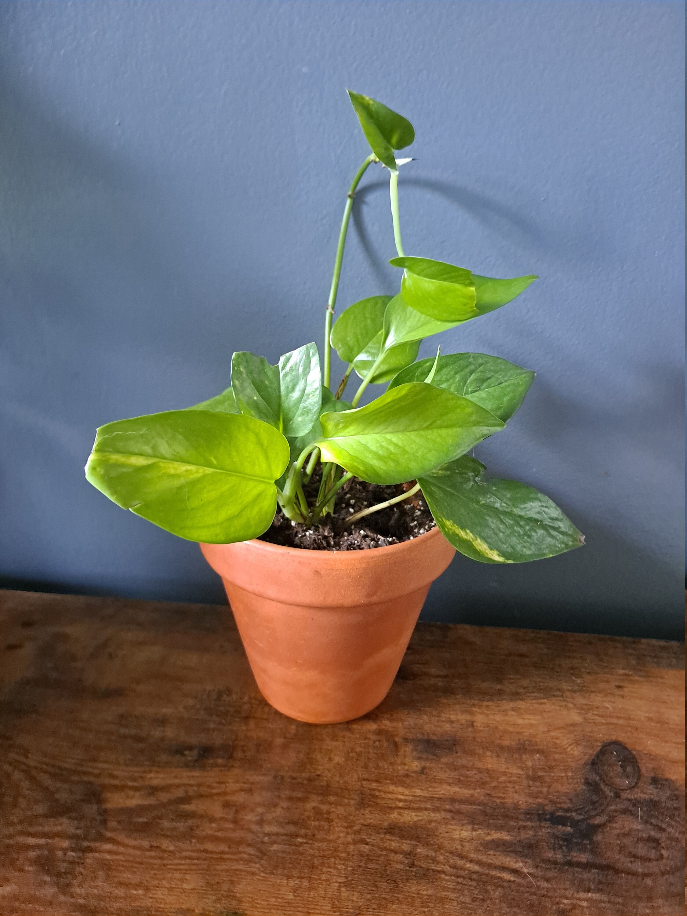 Jade Pothos 4 Etsy