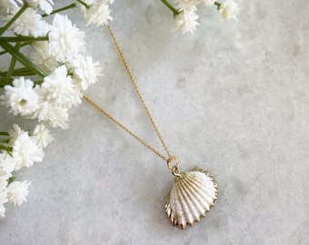 May include: A gold chain necklace with a white seashell pendant. The seashell has a delicate, ribbed texture.