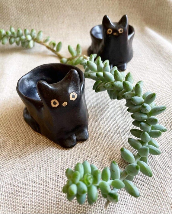 succulent bush Succulent 'Elephant Bush'