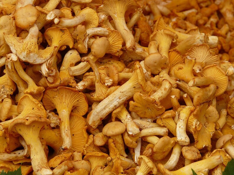 100 Natural chanterelles girolles powder Etsy