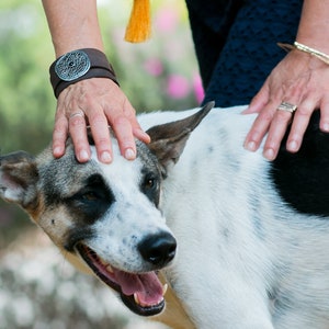 Könnte beinhalten: Eine Person streichelt einen schwarz-weißen Hund und trägt ein braunes Lederarmband mit einem silbernen Design.