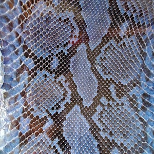 Piel de serpiente auténtica (no Cites), piel de serpiente, piel exótica