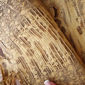Real lizard skin, Italian genuine iguana leather, exotic leather