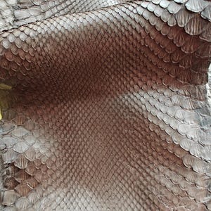 Peut inclure: Gros plan sur un morceau de peau de serpent marron avec un motif d'écailles. Les écailles varient en taille et en forme, créant une surface texturée. La couleur varie du marron clair au marron foncé.