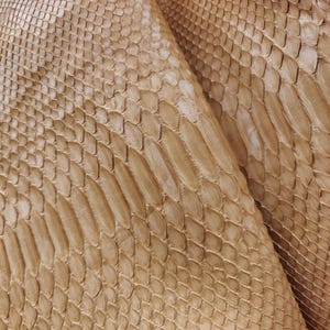 以下が含まれることがあります： 明るい茶色のヘビ革のクローズアップ。革は、重なり合う鱗のパターンを持つ鱗状の質感を持っています。鱗のサイズと形状は異なり、自然で質感のある外観を作り出しています。革は折りたたまれ、裏側が見えています。