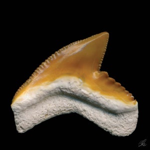Tiger Shark Tooth - Galeocerdo Cuvier - Tiger Custard