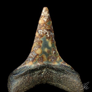 Mako Shark Tooth - Carcharodon hastalis Savannah GA - Tie Dye - Velvet Rag Paper, Digital Art Print for Home Decor