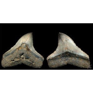 Bull Shark Tooth - Carcharhinus leucas - Black White - Velvet Rag Paper, Digital Art Print for Home Decor