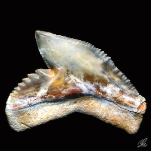 Galeocerdo Cuvier: Over 28 Royalty-Free Licensable Stock