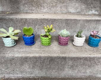 Bright Bubble Planters | pot, saucer, succulent, houseplant, herb