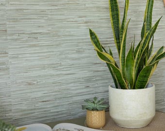 Pode incluir: Cena interior decorativa com uma planta-cobra em vaso com folhas verdes e amarelas num vaso de cerâmica branco. Uma pequena suculenta está num vaso dourado texturizado. O fundo é uma parede texturizada cinza claro.