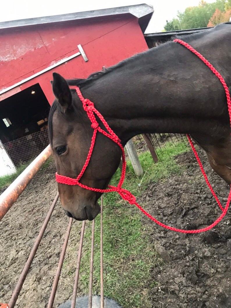 Bright Red Muletape Halter