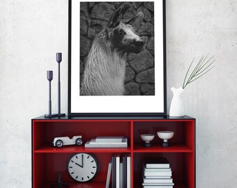 Black and White Llama Print #2 - Machu Picchu, Peru, Peruvian Art, Arte Peruana