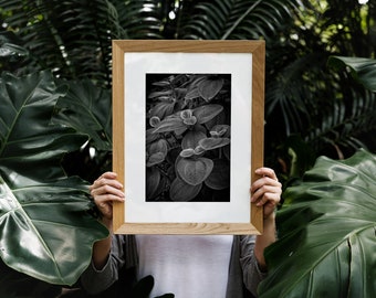 Black and White Silverleafed Princess Flower Print - Colombian Art, Arte Colombiana