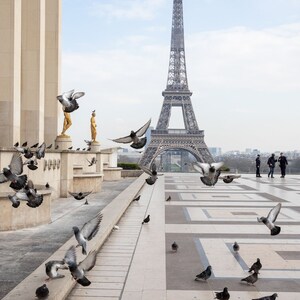 May include: The Eiffel Tower stands in the distance behind a wide stone plaza featuring a geometric tiled pattern. Several grey pigeons are captured in flight and perched on the ground near golden statues atop stone pillars on the left side.