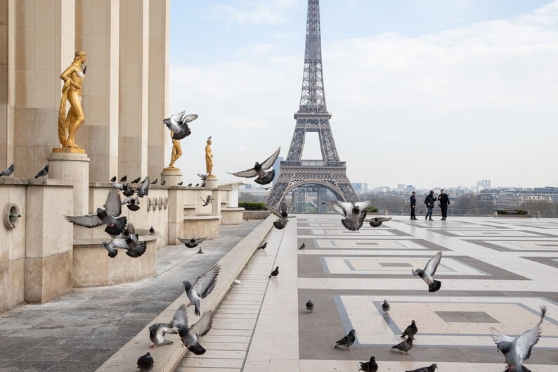May include: The Eiffel Tower stands in the distance behind a wide stone plaza featuring a geometric tiled pattern. Several grey pigeons are captured in flight and perched on the ground near golden statues atop stone pillars on the left side.