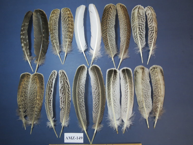 10 Pairs of Turkey Wing Feathers, Fly Tying Material, Hybrid Turkey, Amazing Feathers, Arrow