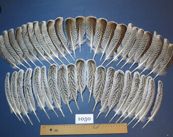 44 piezas. Plumas de pavo, plumas de alas, plumas nativas, materiales para atar moscas, culturas nativas americanas, plumas de sombreros (1050)