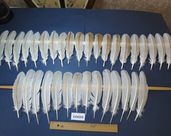 34 Pcs. Turkey Feathers, Wing Feathers, Native Feathers, Fly tying Materials, American Native Cultures, Hat Feathers (1000)