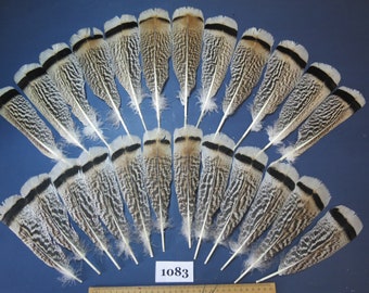 24 Pcs.Turkey Feathers,Rare Feathers,Natural Feathers,Turkey Tail Feathers,Native Feathers,Fly Tying Materials. (1083)