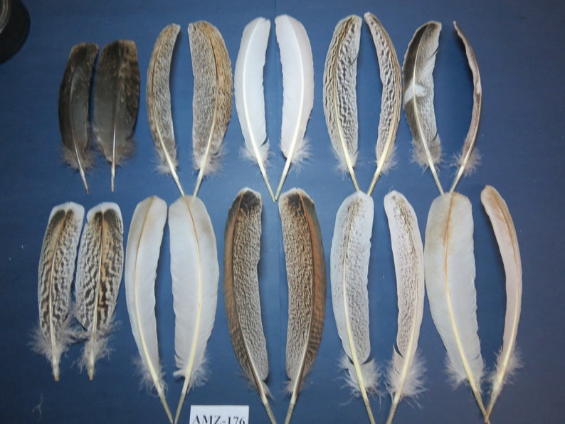 10 Pairs of Turkey Wing Feathers, Fly Tying Material, Hybrid Turkey, Amazing Feathers, Arrow