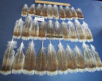 30 pcs Natural Turkey Pre-Tail Feathers, Fly tying, Exotic Feathers,Hybrid turkey,Amazing feathers,rare feathers,quill feathers, (PTN-153)