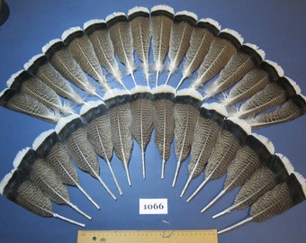 30 Pcs.Turkey Feathers,Rare Feathers,Natural Feathers,Turkey Tail Feathers,Native Feathers,Fly Tying Materials. (1066)