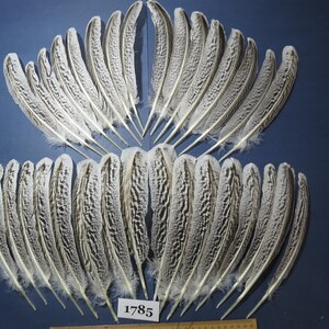 32 piume naturali di tacchino, materiali per la costruzione di mosche, piume lunghe, piume vere, piume piccole, piume in formato SVG, tacchino ibrido, (1785)