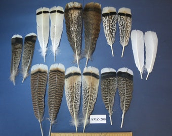 8 Pairs Of Turkey Feathers, Tail Feathers, Fly Tying Material, Real Feathers, Indian Native, Smudge Feathers, Wing Feathers (AMZ-200)