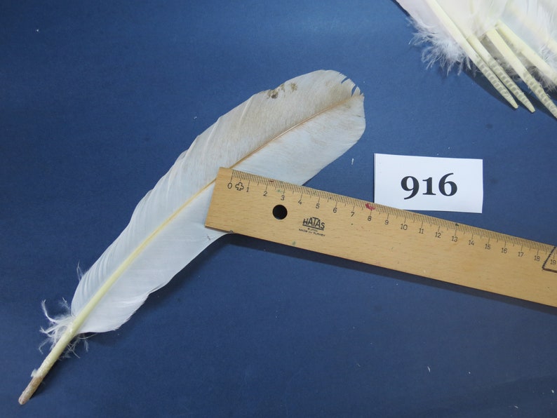 40 Pcs. Turkey Feathers, Wing Feathers, Fly Tying Materials, Real