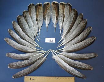 22 Pcs.Turkey Feathers, Wing Feathers, Natural Feathers, Angel Wing Feathers, Fly Tying Materials, Smudge Feathers, Hat Feathers (833)