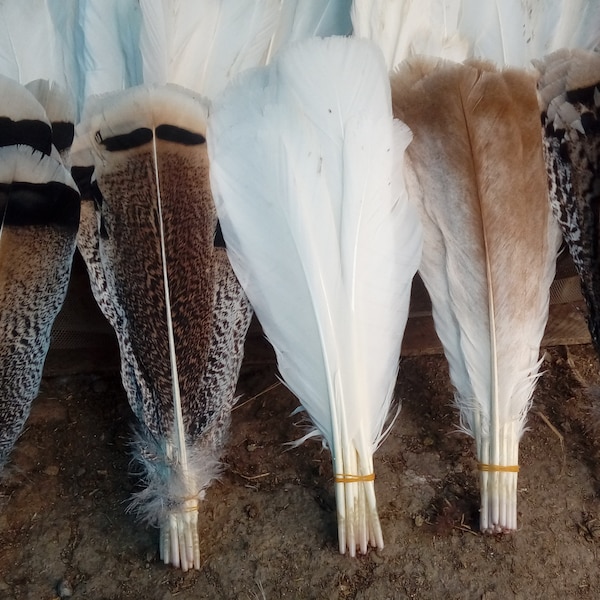 Ensemble de 4 plumes de dinde, plumes de queue, plumes naturelles, matériel d’attache de mouche, vraies plumes, plumes Svg, plumes d’Halloween, plumes de tache