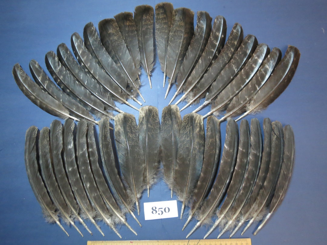 36 Pcs.turkey Wing Feathersturkey Feathers Angel Wing Etsy