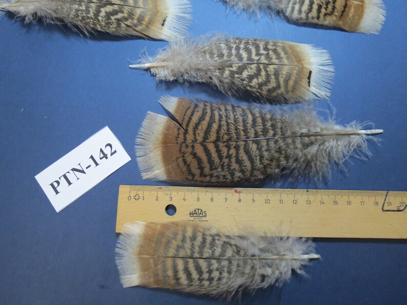 40 Pcs Amazing Turkey Pretail Feathers, Fly Tying, Hybrid Turkey