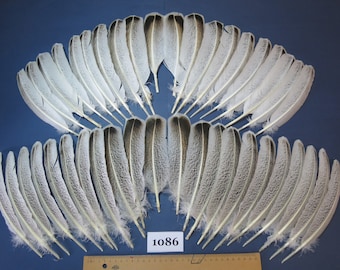 42 Stück natürliche Truthahnflügelfedern, Fliegenbindematerialien, echte Federn, kleine Federn, Federn SVG, einzigartige Federn, einheimische Federn, (1086)