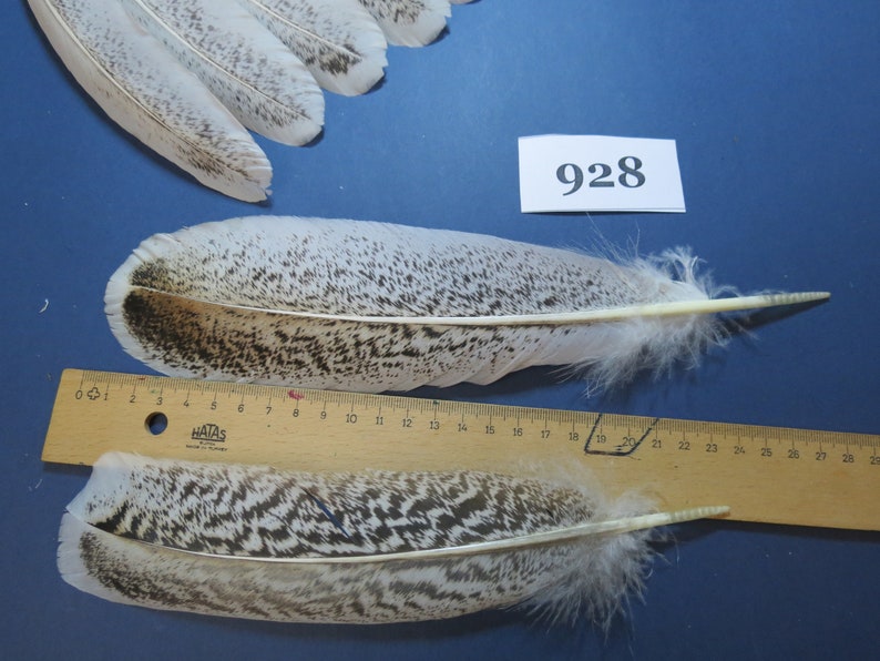 38 Pcs. Turkey Feathers, Wing Feathers, Native Feathers, Fly Tying Materials, American Native