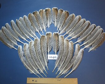 34 Pcs. Turkey Feathers, Wing Feathers, Native Feathers, Fly tying Materials, American Native Cultures, Hat Feathers (1040)