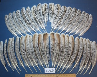 40 piezas. Plumas de pavo, plumas de alas, plumas nativas, materiales para atar moscas, culturas nativas americanas, plumas de sombreros (1046)