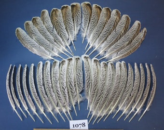 36 piezas. Plumas de pavo, plumas de ala, plumas naturales, plumas de ala de ángel, materiales para atar moscas, plumas difuminadas, plumas de sombrero (1078)