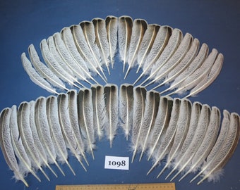 42 Pcs Natural Turkey Wing Feathers,Hybrid turkey, Amazing Feathers, Striped feathers, Real Bird Feathers, Rare Feathers, (1098)