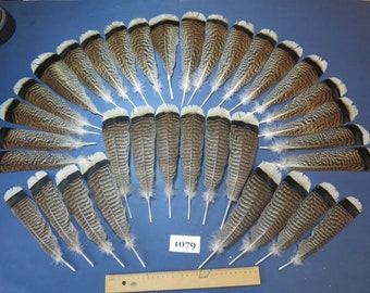 34 Pcs. Turkey Feathers, Turkey Tail Feathers, Fly tying material, Feathers For Hat, Heritage Turkey feathers (1079)