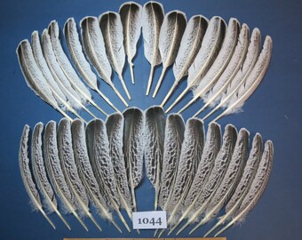 32 Pcs. Turkey Feathers, Turkey Wing Feathers, Smudge Feathers, Indian Native Feathers, Fly Tying Materials, Rare Feathers (1044)