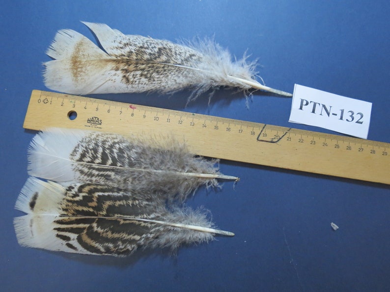 30 Pcs. Natural Turkey Feathers, Genuine Feathers, Small Feathers, Fly Tying Material. Quil