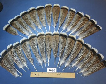 30 pcs plumes de queue de dinde, matériaux d’attache de mouche, plumes rares, plumes pour bijoux, plume de mariage, plumes de casque, (1095)